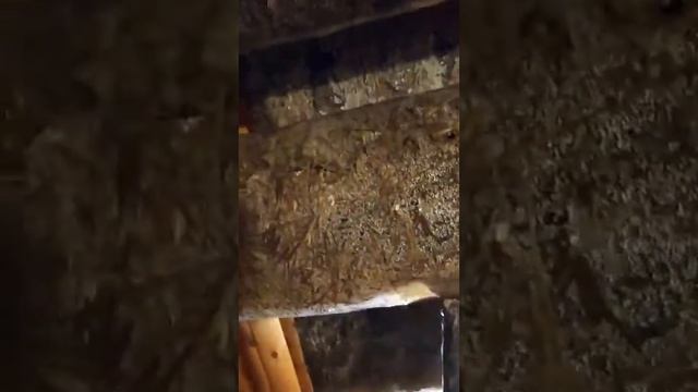 Первые грибы смотреть онлайн