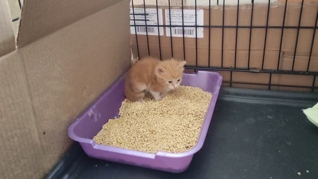 Нянчимся с котятами.Им нужны любящие хозяева, Минск. Пишите в комменты, если увидели свое счастье смотреть онлайн