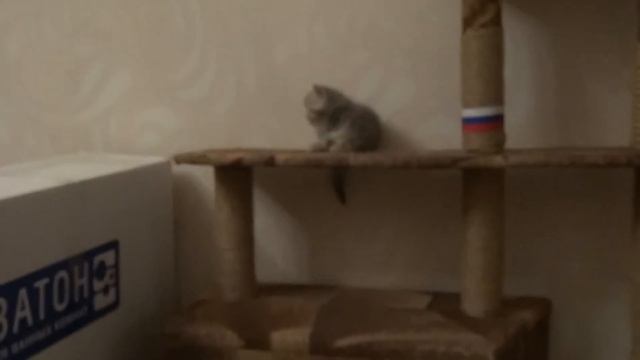 Котята Экзоты смотреть онлайн