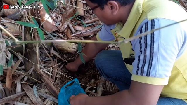 Cara Mudah dan Sederhana Membuat/Memancing Sendiri Jamur Trichoderma смотреть онлайн