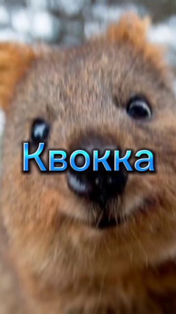 #Милые животные🤩❤️😊. смотреть онлайн