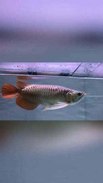 Amazing Arowana Fish & expensive #youtube_short #koi_fish смотреть онлайн