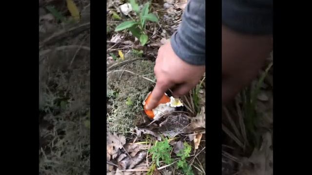 Обабковое лето. смотреть онлайн