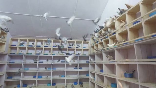 Бакинские голуби 5 смотреть онлайн