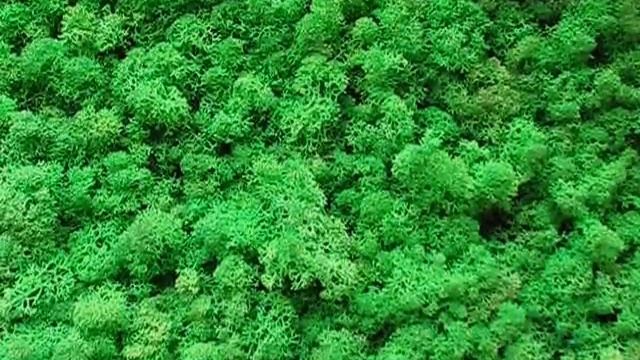 Стабілізоване 