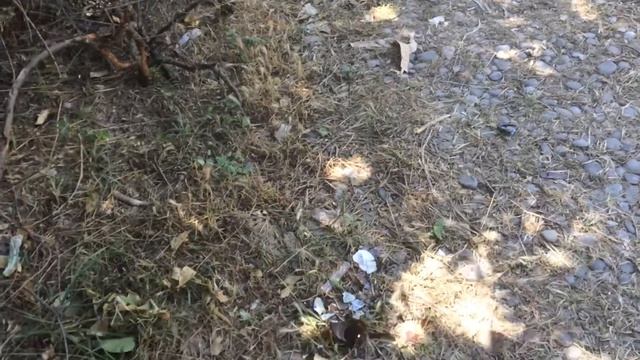 ооо ципоркин смотреть онлайн