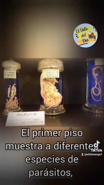 Museo en Japón #museo #japon #raros #datoscuriosos смотреть онлайн