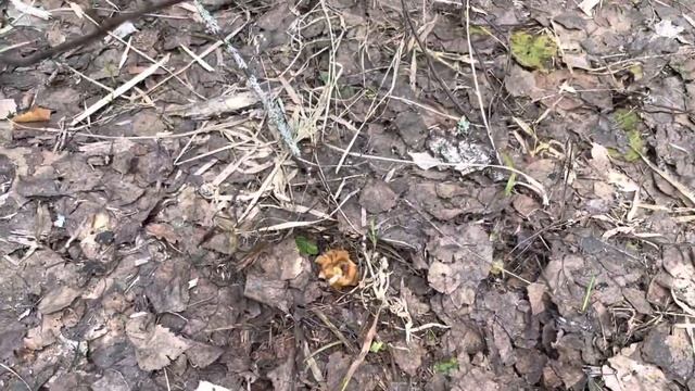 Первые строчки. 11 апреля 2023 г. смотреть онлайн