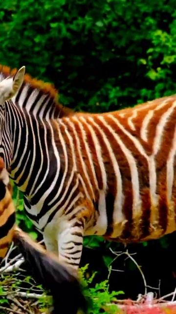 Zebra #Shorts смотреть онлайн