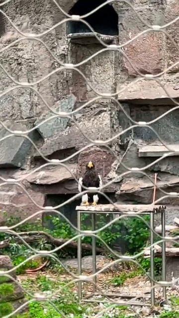 Сидит бандит🦅😃 смотреть онлайн