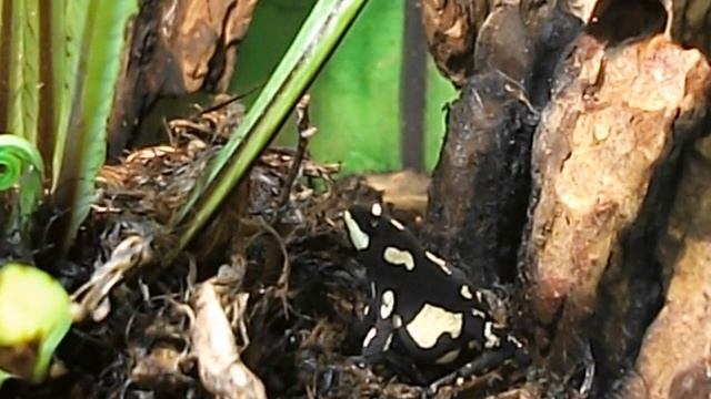 Мои питомцы-Melanophryniscus stelzneri смотреть онлайн