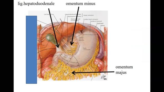 Anatomie II 1 část Hergetová 19 10 2020 смотреть онлайн