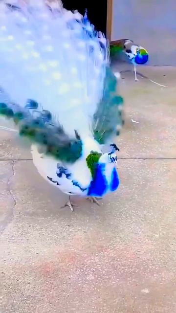 Peacock Dance 🦚 #shorts #viral #peacock #shortsvideo #peaceful #peacefulmusic #shortvideos смотреть онлайн