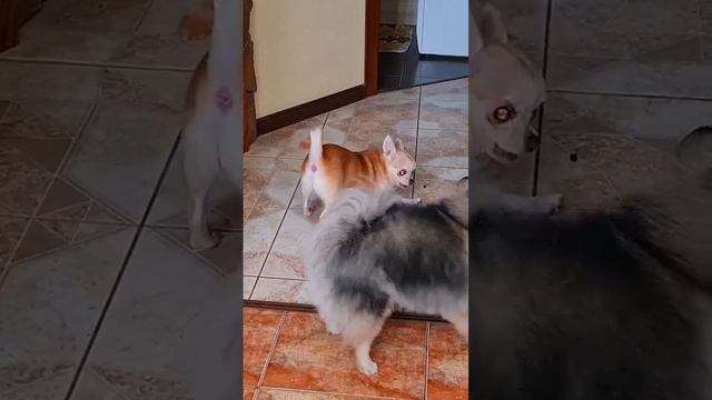 Бусинка и корминка смотреть онлайн