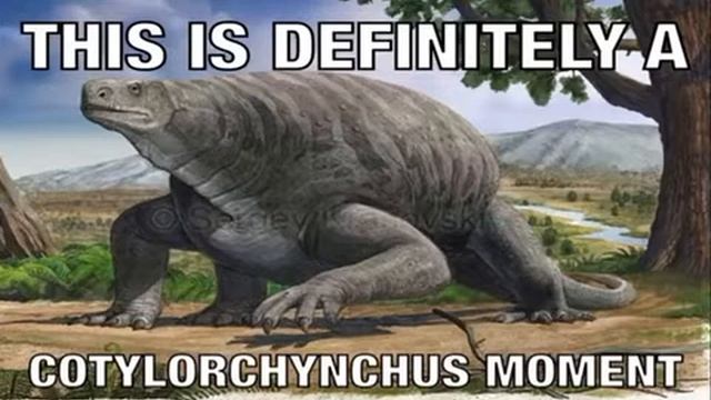definitely a cotylorchynchus moment смотреть онлайн