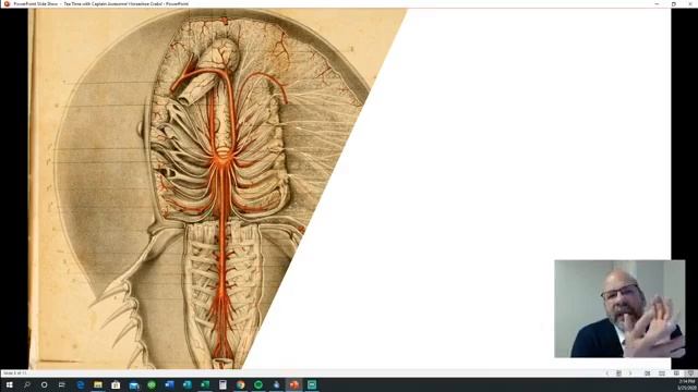 Horseshoe Crab! смотреть онлайн