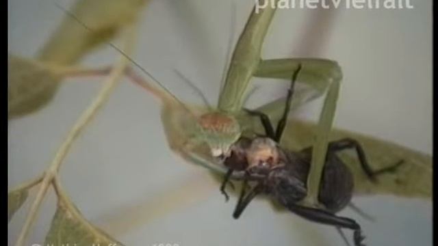 Fangschrecke Tenodera spec. frisst Grille, praying mantis смотреть онлайн