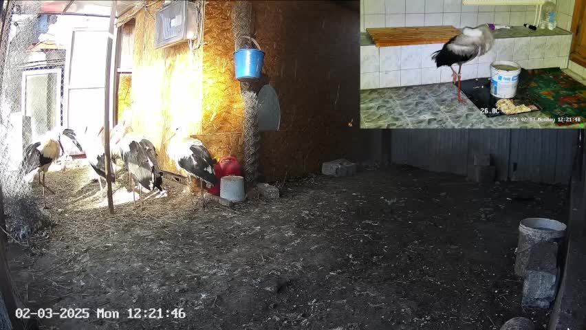 🔴LIVE🔴 Брестский аист, Вольер/Бассейн