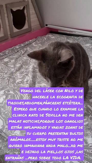 Vengo del láser con Nilo y de hacerle la ecografia de tiroides,abdomen,páncreas etcétera..Anomalías смотреть онлайн
