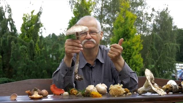 Grzyby W Naszych Lasach.