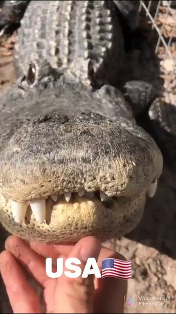 alligator, USA vs Russia смотреть онлайн
