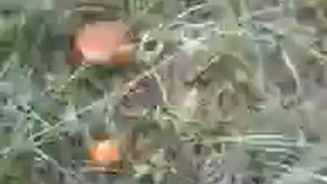 Подосиновики в бобруйске