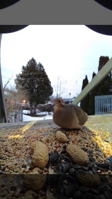 #Doves and song #sparrow смотреть онлайн