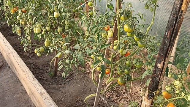 Мой урожай. Первый опыт в 60 лет. Что же выросло???