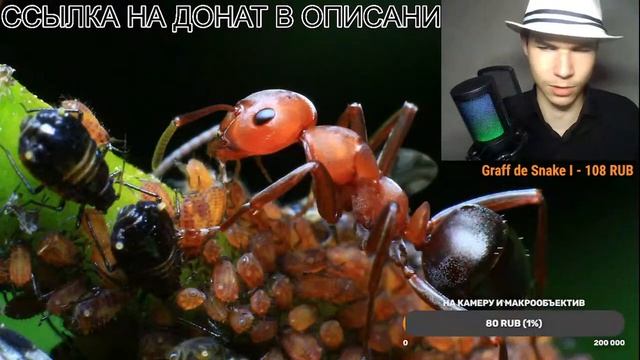 СТРИМ. ОБЩАЕМСЯ В ПРЯМОМ ЭФИРЕ. #МуравьиЯрославль смотреть онлайн
