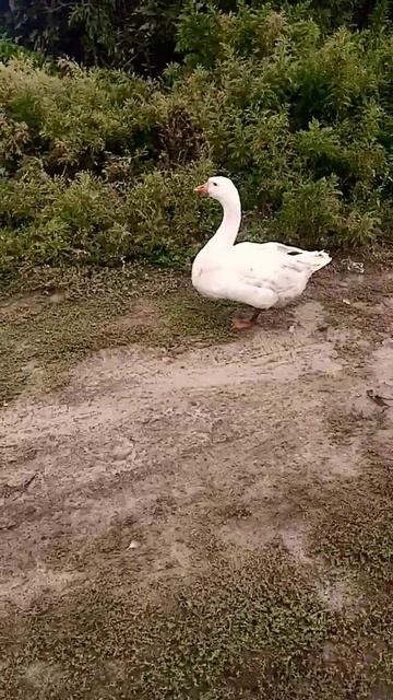 серые гуси всегда в месте смотреть онлайн