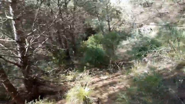 КАК ИСКАТЬ МАСЛЯТА В ПРИГОРОДЕ БАРСЕЛОНЫ !!!