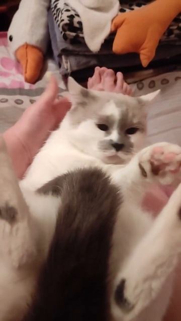 Привет из дома. Йося/Елисей #кот #котик смотреть онлайн