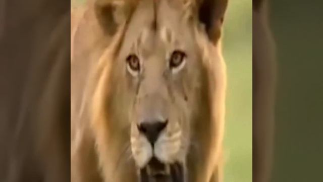 Lion Vs Gorilla ||Unbelievable! Leopard Climb Tree To Save Baby Gorilla смотреть онлайн