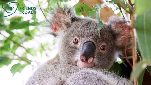 Friends of the Koala Kids edition. смотреть онлайн