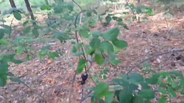 ПОХОД В ЛЕС ЗА ГРИБАМИ. смотреть онлайн