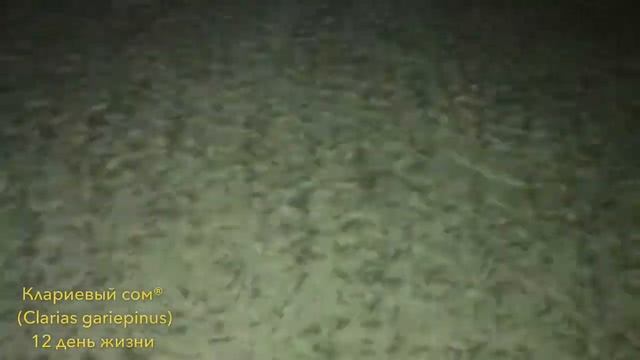 АкваПром®: Клариевый сом 12 день жизни смотреть онлайн