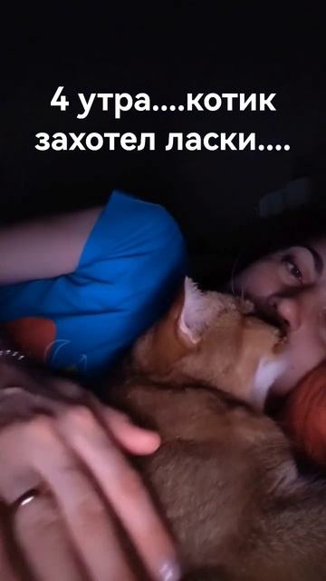Неженка🐈#шиншилла #кот #прикол #юмор #котик смотреть онлайн