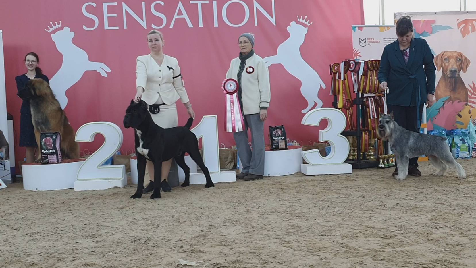 02.02.2025, СПб. Клуб "Сенсация-2". Выставка собак САС 2 группы FCI смотреть онлайн