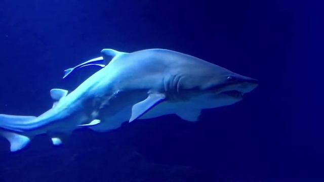 Валенсия, Океанариум 🐋 смотреть онлайн