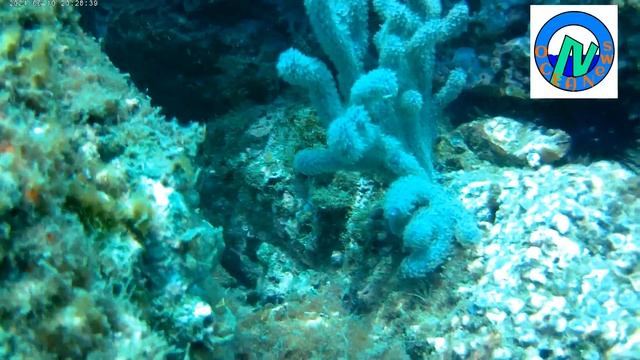 Coral: ramificado, masivo y octocoral Guanacaste, Costa Rica. смотреть онлайн