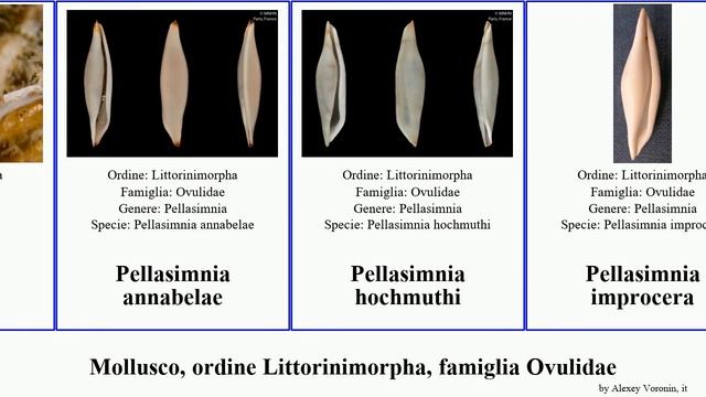 Mollusco, ordine Littorinimorpha, famiglia Ovulidae pellasimnia margarita tigris mollusca striata смотреть онлайн