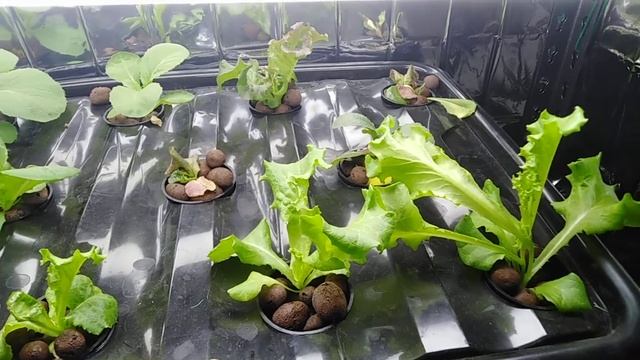 Indoor Kratky Hydroponics (DIY Setup Philippines) #Lazada #Shopee смотреть онлайн