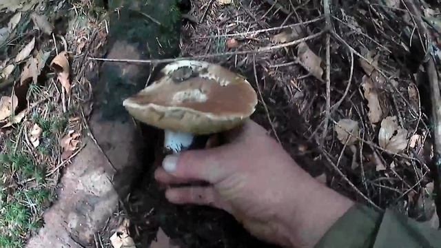 Як ми збираємо Білі Гриби в Карпатах! Природа Гадюка коло Гриба смотреть онлайн