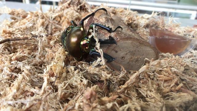 彩虹鍬形蟲 Phalacrognathus muelleri смотреть онлайн