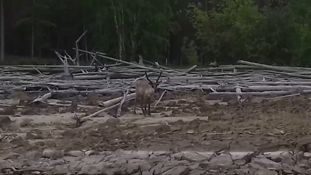 Бесстрашный олень смотреть онлайн
