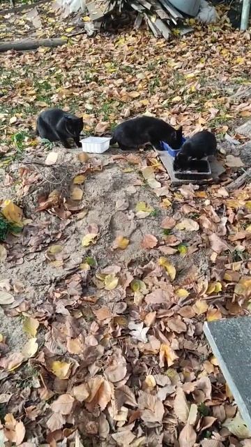 12 октября 2022 г. Утро в саду смотреть онлайн