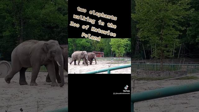 Elephants смотреть онлайн