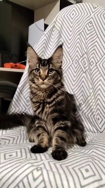 кто в доме хозяин? #shorts #cat #mainecoon #кот #рекомендации #мейнкун #животные #котята смотреть онлайн