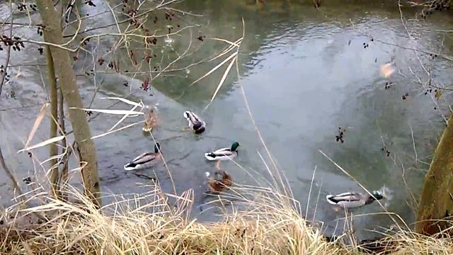 Кормим уток на речке смотреть онлайн