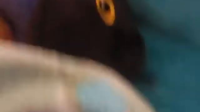 Sloth and Sir meows a lot sleep with music on смотреть онлайн